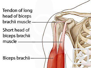 long head of biceps