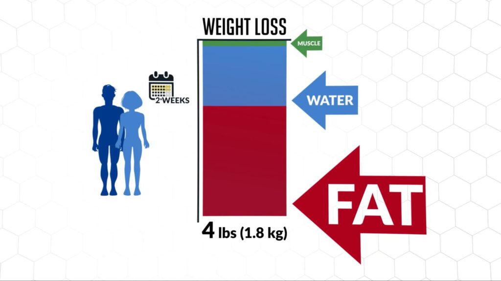 Body composition change after mini cut