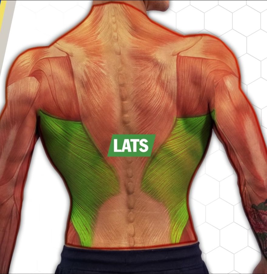 Lats anatomy shot