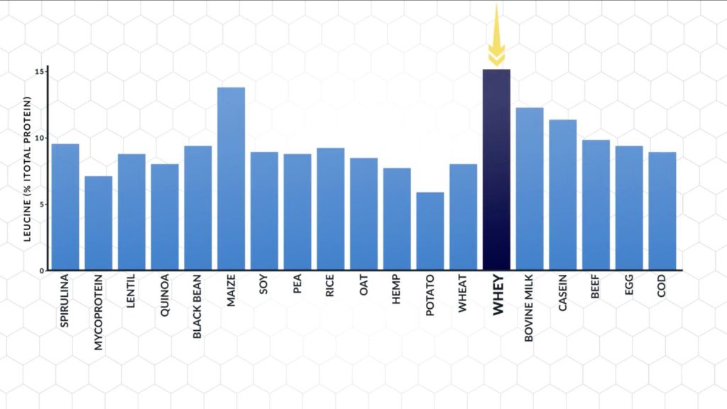 Leucine content of whey protein