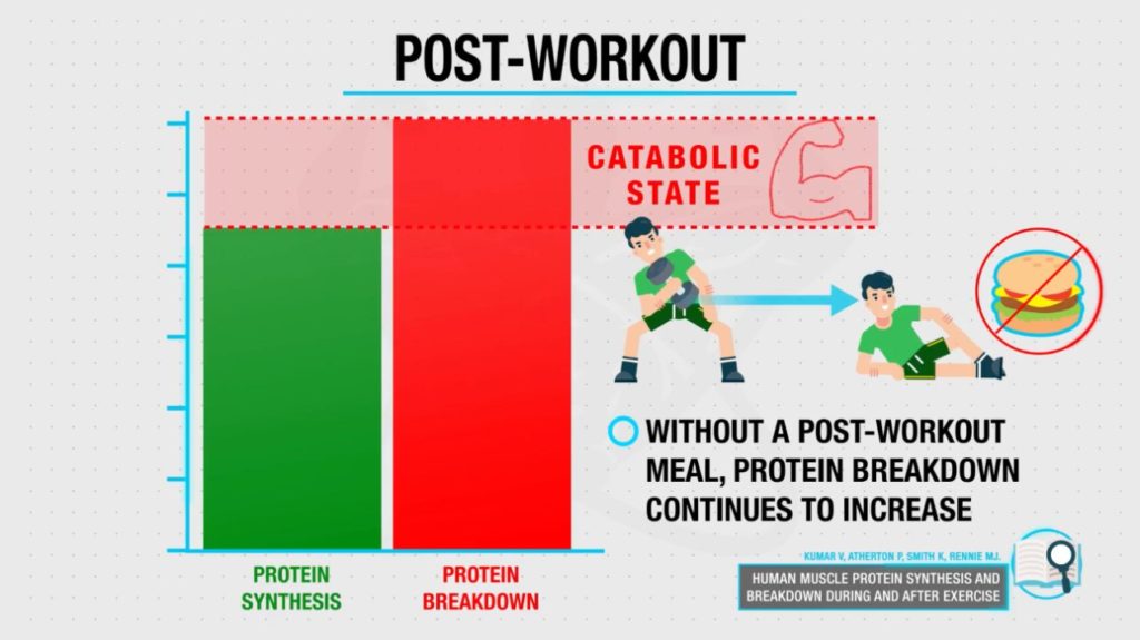 Postworkout catabolic state