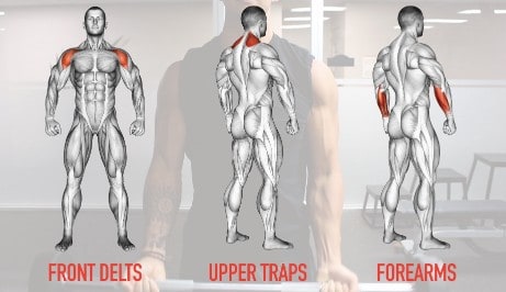 muscles stealing biceps growth