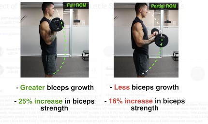 biceps curl full range of motion