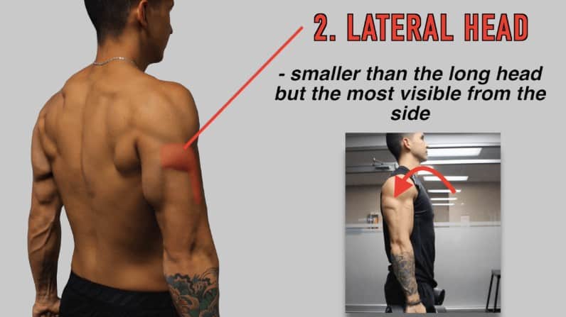 lateral head of the triceps