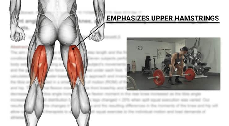 upper hamstrings