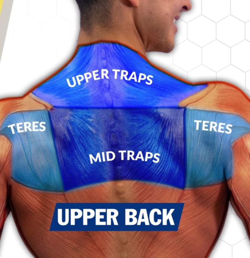 Traps anatomy shot