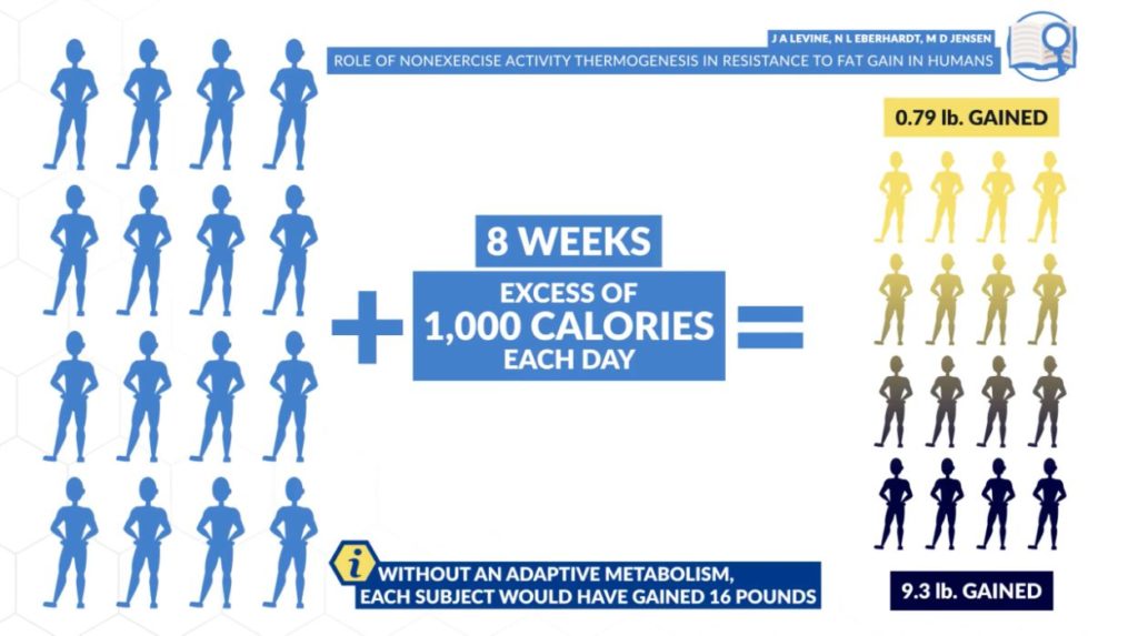 Variable response when it comes to excess calorie intake