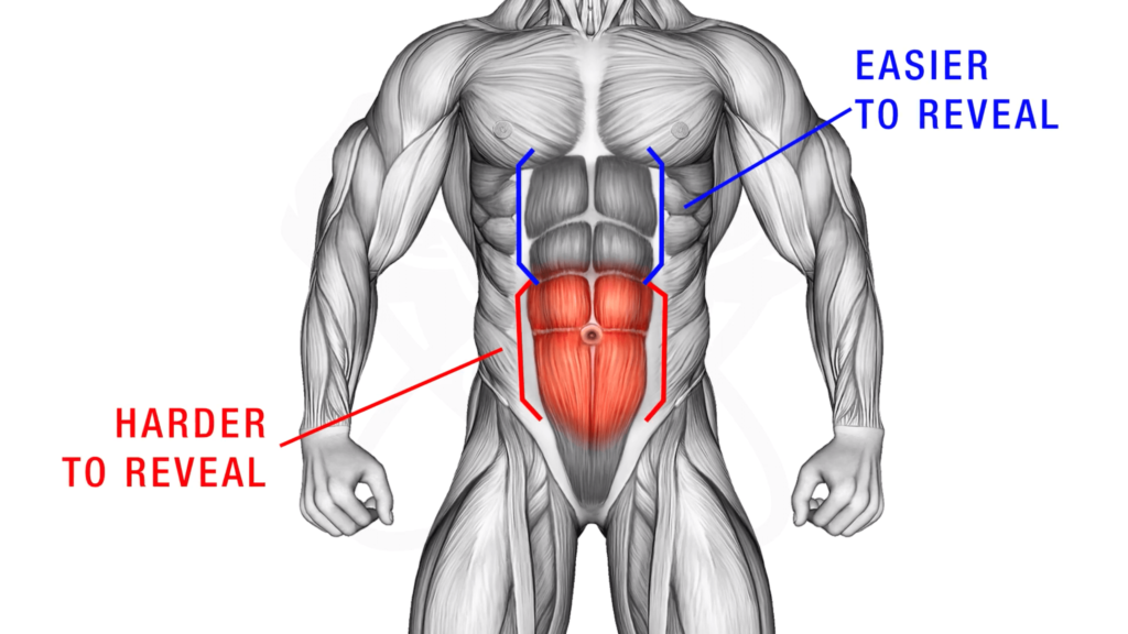 How to work lower abs