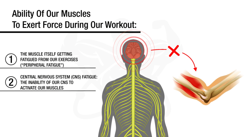 Muscles' ability to exert force decreases over time-min