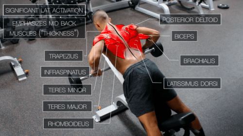 chest supported row upper body exercise