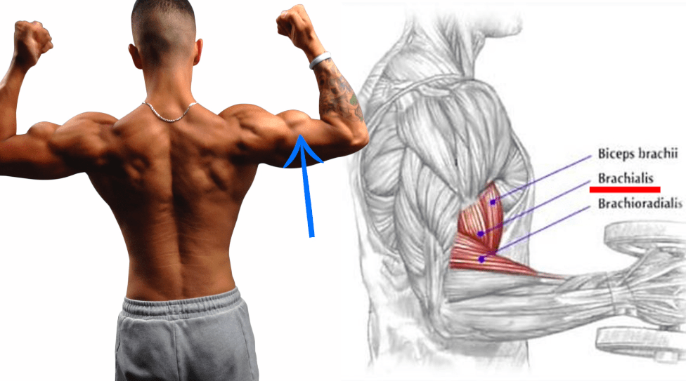 brachialis anatomy