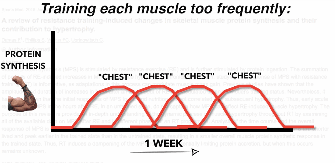 training each muscle too frequently