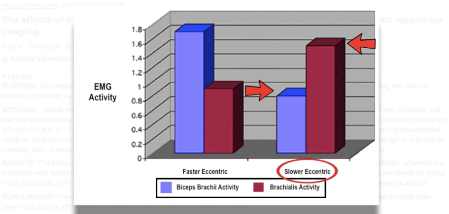 biceps versus brachialis activity