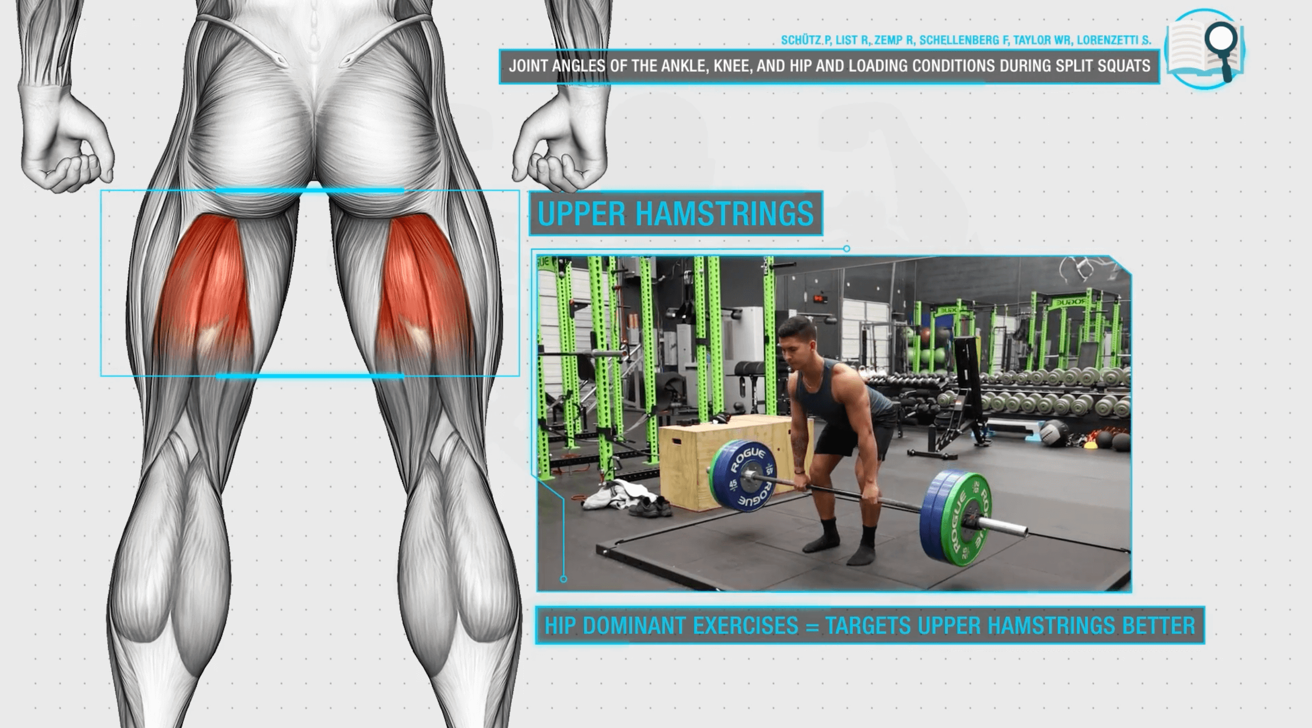 Upper hamstrings development