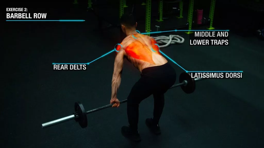 Barbell row anatomy