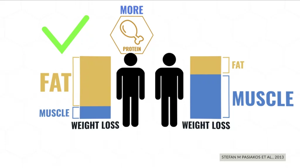 Eat more protein to reduce muscle mass loss when on a belly fat diet