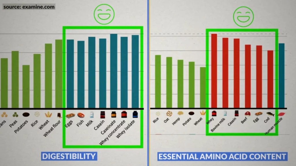 Protein for muscle gain quality based on digestibility and essential amino acid content